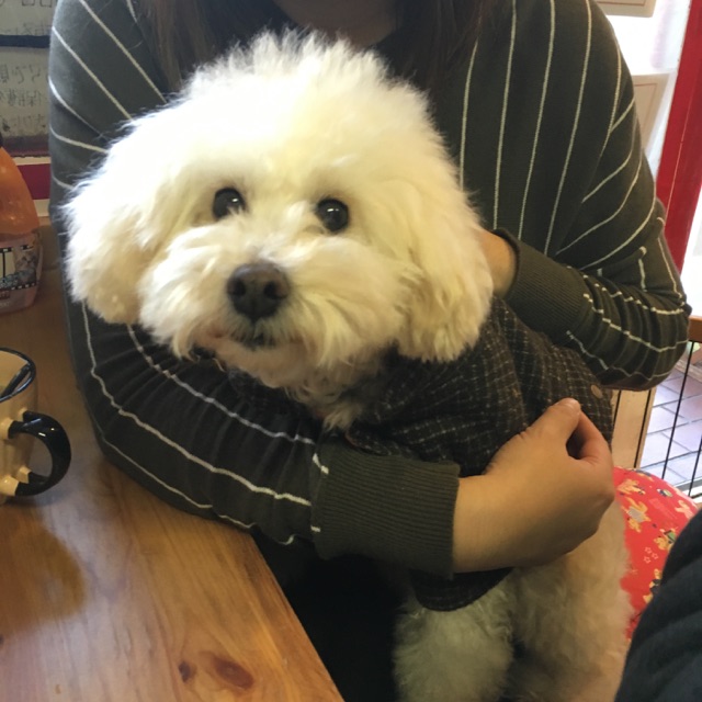 【今日の里帰りワンコ🐶トイプードルのむっちゃん💕ポメラニアンの夢花ちゃん💕チワワの恋くん💕No,2】